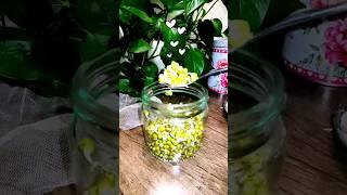 How to grow Mung Bean Sprouts at home easily? #short #shorts #beansprout