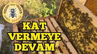 Arı kovanlarında kat vermeye devam. | Arıcılık | Beekeeping