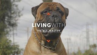 ALL ABOUT LIVING WITH THE BULLMASTIFF