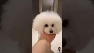 Dog lover #dog #puppy #pets #funnypuppy #puppyvideos #puppyhood #puppypic #puppylife #floof #pup