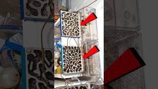 I Got 2 *NEW* Ant Farms!! 