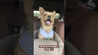 차타서 기분좋은 강아지#강아지일상 #요키 #귀여운