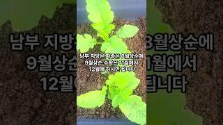 무의 초기 성장이 무엇보다 중요합니다, 무 재배 초기 핵심입니다