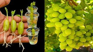 GROW Your Own Grapefruit Tree from Grapes in Just a Few Steps?