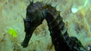 Tales of Nature - Treasures Of The Deep | Wildlife Documentary