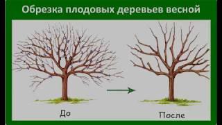 Прежде чем взять в руки секатор, подумайте, зачем вы это делаете. (Садовод Андрей Туманов)