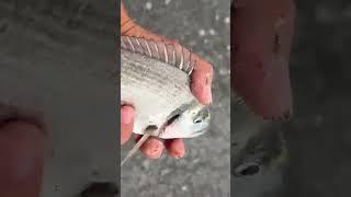 #Surfcasting2024 #Orata ALE #Dorada #Sparido #surfperch #SeaBream #Fishing2024 #YoutubeShorts #CyS