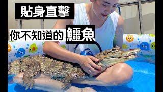 【昆蟲擾西上課了！】貼身直擊！你不知道的鱷魚（上）Spectacled Caiman