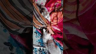 cat love #song #music #love #arijitsingh #bollywood #newsong #cat #cattys