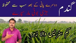 Low stress herbicides for wheat crop after second irrigation | Abid Ali Agrarian