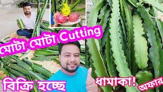 ফল ধরা ড্রাগন গাছের মোটা মোটা Cutting বিক্রি । Dragon Fruit Plant । #dragon