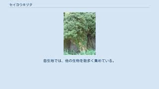 セイヨウキヅタ