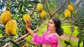 Alponsu mangoes  are the best for Mango ice cream& Mango cakes 