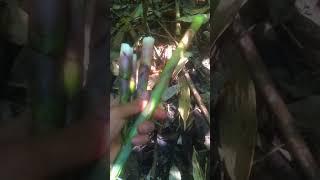 Được buổi lên rừng Hái Măng ngọt như đường hihi #rungnui #vlog