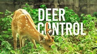 Deer Control Around the Garden