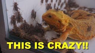 1000 Crickets VS 10 Bearded Dragons !! ThanksGiving Treat !!