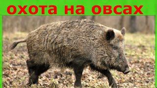 Посевы полей 2020  Биотехния