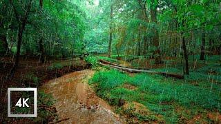 Rainy Lush Forest Walk, Walking in Thunderstorm ASMR, Nature Sounds for Sleep