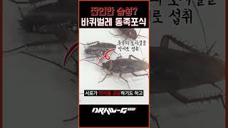 바퀴벌레가 서로 잡아먹는 이유? 동족포식의 현장!