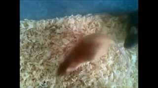 Pet/Fancy mice update: looks like we got pregnant mice