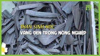 Than sinh học: Vàng đen trong nông nghiệp | VTC16