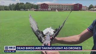 Dead birds being used as drones | FOX 13 Seattle