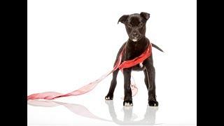 Kimberly Sarah Photography welcomes Bongo, an adorable mixed breed puppy dog up for adoption!