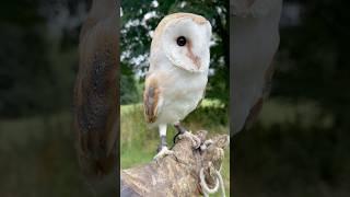 Up-Close with a Barn Owl! #shorts