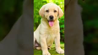 ART.CULTURE.TRAVEL. Labrador Retriver