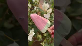 Watermelon Ice cream Candy#funny #icecream #shotrs