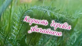 Лікувальні властивості деревія звичайного