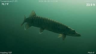 Open Water Muskie (Underwater ROV)