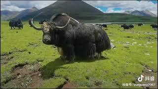 Tibetan nomad. Yak.