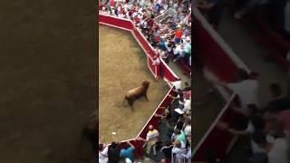 Toro salta barrera 2 veces escapa de plaza por encima del público, Villafranca, Suscríbete al canal