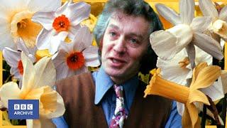 1973: Will We Ever See BLUE DAFFODILs? | Nationwide | BBC Archive