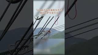 #60米高空走钢索只为守护万家灯火 国网浙江超高压公司输电运检班肩负着特高压输电线路安全运行的责任 #26县纪事