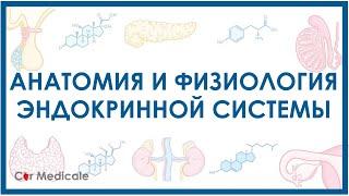 Эндокринная система кратко - основные железы и гормоны, физиология и анатомия