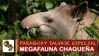 Paraguay Salvaje Especial: Megafauna