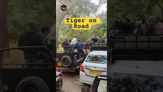 Tigress with Cubs Fort Road Ranthambore #shorts #discoverwildpaws