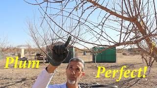 Pruning Plums With Confidence to Maximize Production!