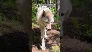 Walking with #Wolfdogs