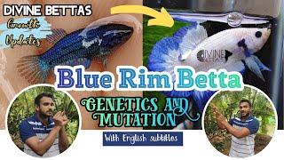 Blue Rim Betta Genetics|Fries to Adults|Various stages of Colour Mutation|Divine Bettas