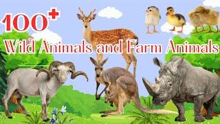 100 Wild Animals and Farm Animals - Animal World  2024 - Episode 1