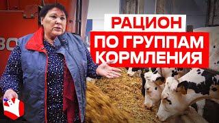 Рацион по группам кормления | Молочное животноводство