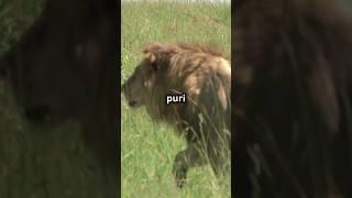 : भैंस और शेर की खतरनाक भिड़ंत! #trendingshorts #animals #animalsvideo #wildanimals #jungel #जनवर