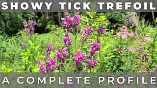 Showy Tick Trefoil - Native Plant Profile