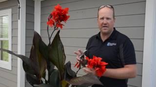 Quick Tip  Caring for Cannas ️ || West Coast Gardens