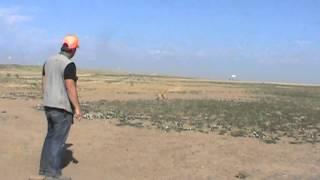 Positive Gun Dog Training - Steady to Wing-Shot-Fall - Phase 1