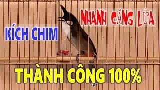 luyện chào mào hót sáng 2023 - Hót hay nhanh căng lửa | Cách luyện chào mào hót căng lửa. chao mao