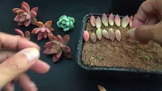 THE BEST PART ABOUT SUCCULENTS IS  PROPAGATION | SUCCULENT CARE TIPS